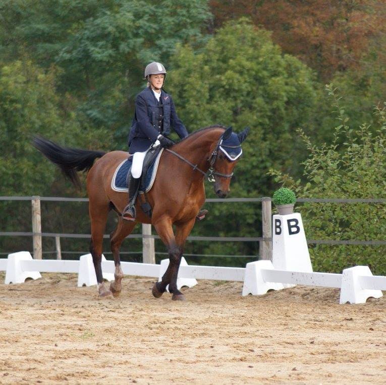 Equitation, désinfectant matériel équestre